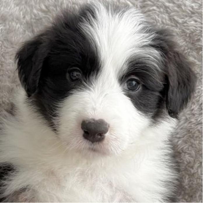 ボーダーコリー(1625)の子犬情報