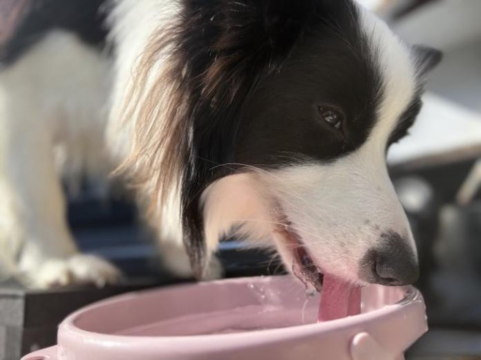 倉川 あかねブリーダー(富山県)の情報・子犬一覧
