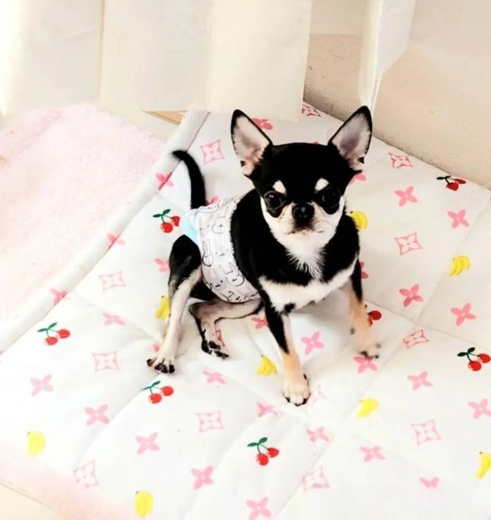 犬のプロフィール画像
