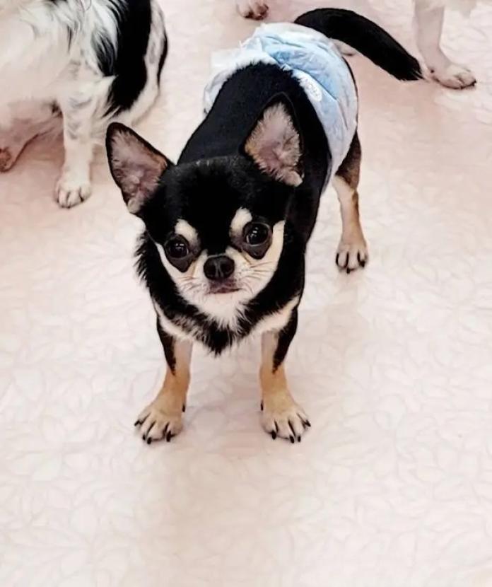 犬のプロフィール画像