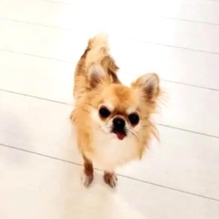 犬のプロフィール画像