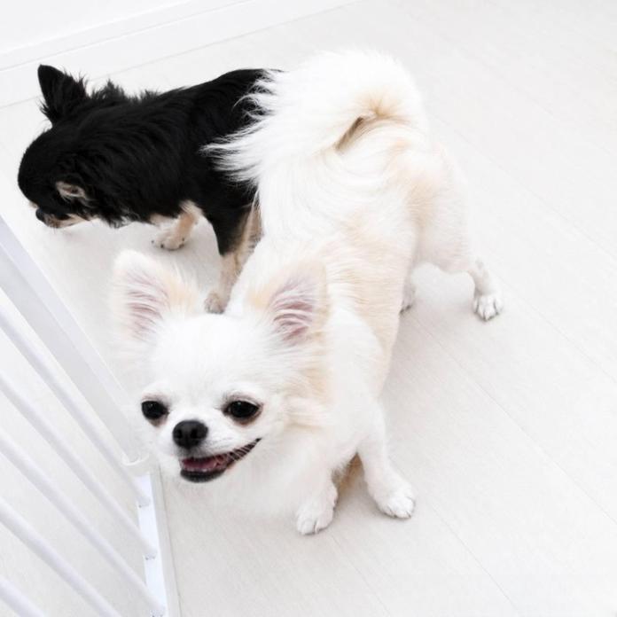 犬のプロフィール画像
