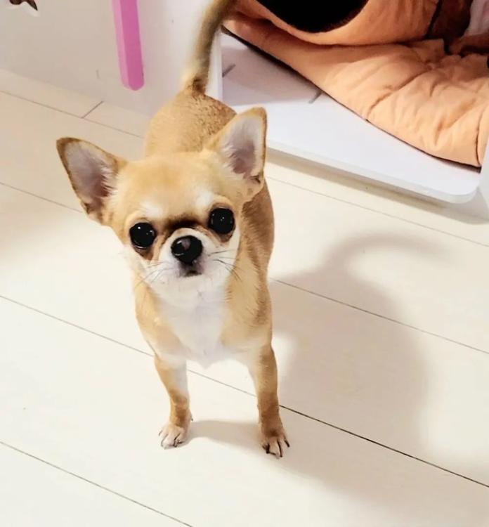 犬のプロフィール画像
