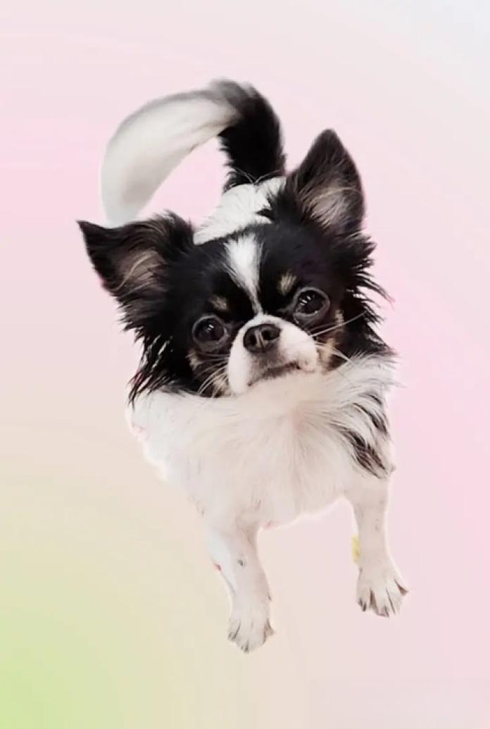 犬のプロフィール画像