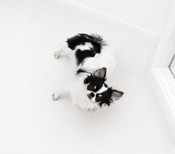 犬のプロフィール画像