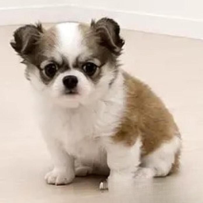 チワワ(ロング)(1748)の子犬情報