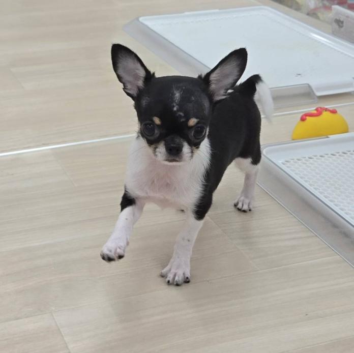 チワワ(スムース)(1800)の子犬情報