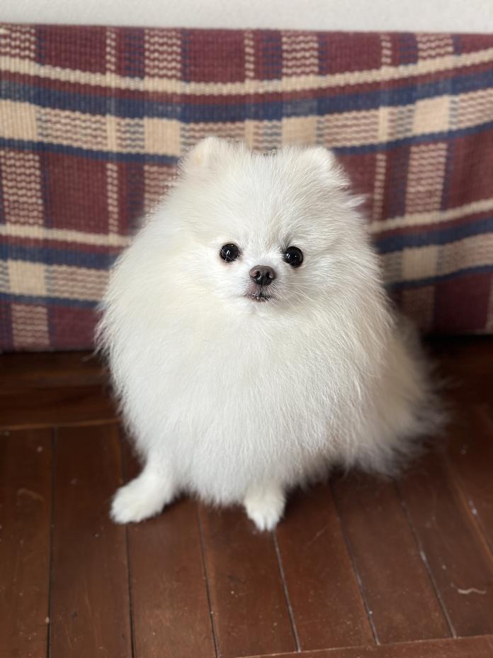 犬のプロフィール画像