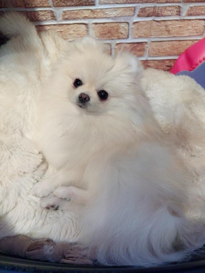 犬のプロフィール画像