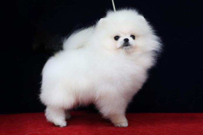 北出 陽子ブリーダー(大阪府)の情報・子犬一覧
