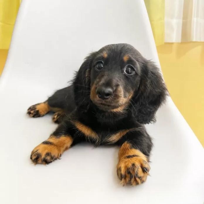 ミニチュアダックスフンド(ロング)(京都府・女の子・2026/05/02・ブラック&タン)の子犬情報! | 加藤 早貴ブリーダー(1675)