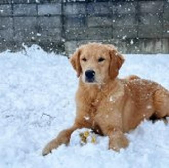 ゴールデンレトリバー(京都府・男の子・2025/05/12・ゴールド)の子犬情報! | 加藤 早貴ブリーダー(1676)