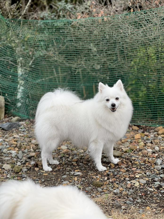 犬のプロフィール画像