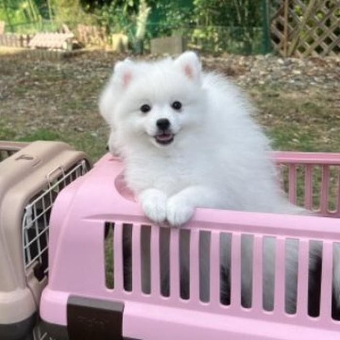 日本スピッツ(1681)の子犬情報