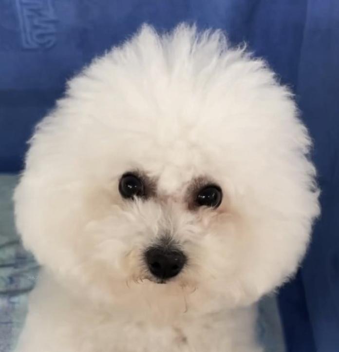 犬のプロフィール画像