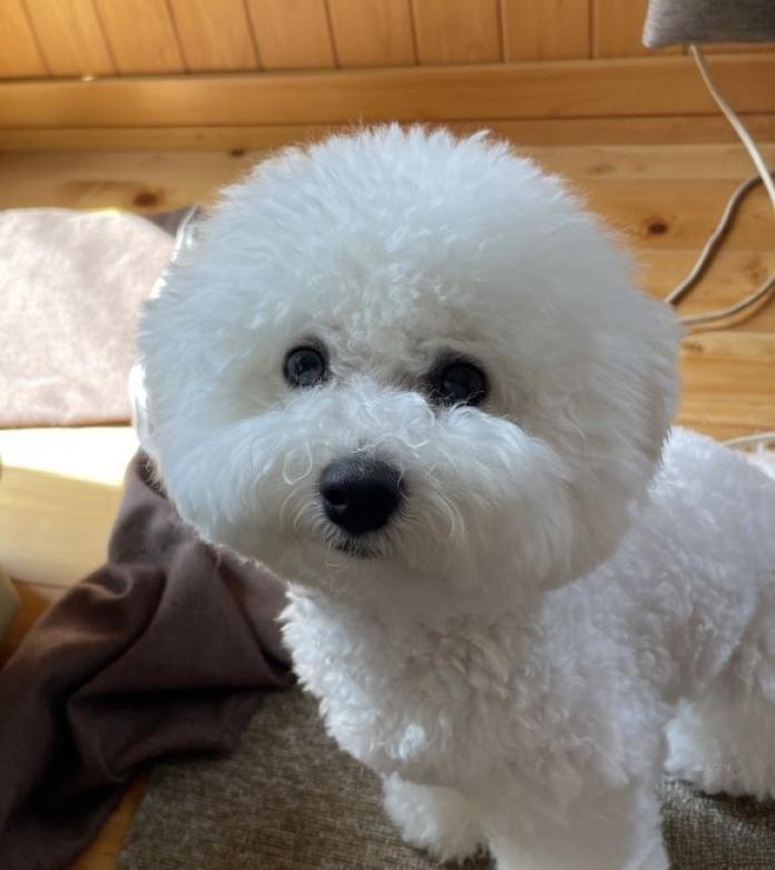 犬のプロフィール画像