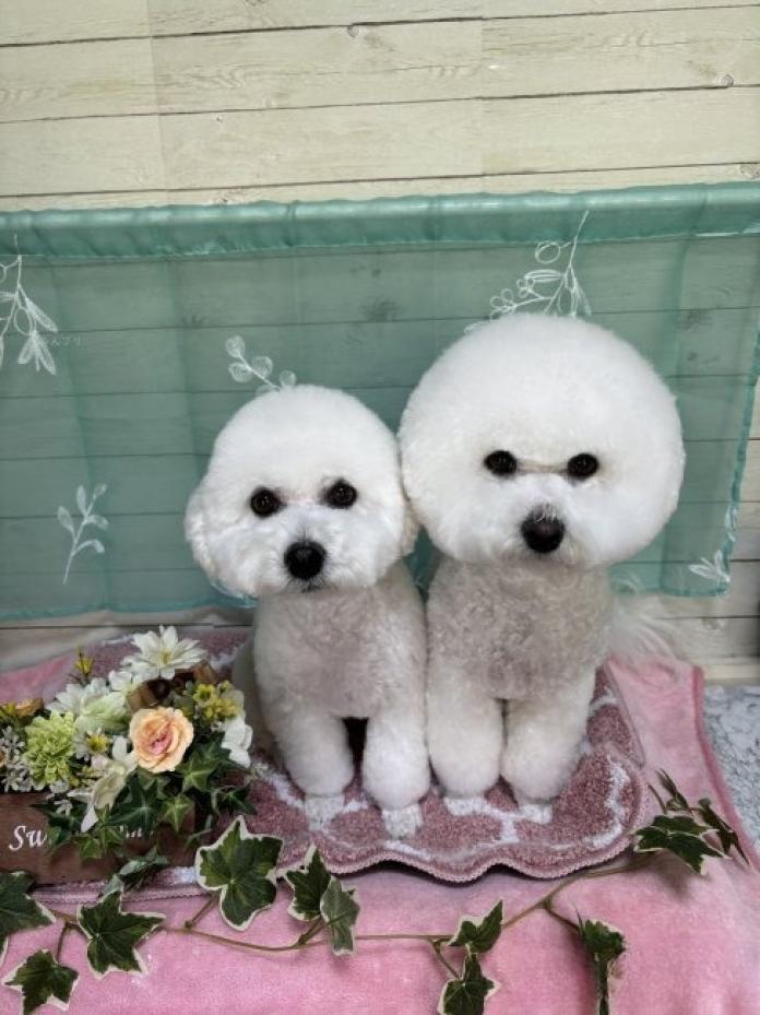 関 紅音ブリーダー(福島県)の情報・子犬一覧