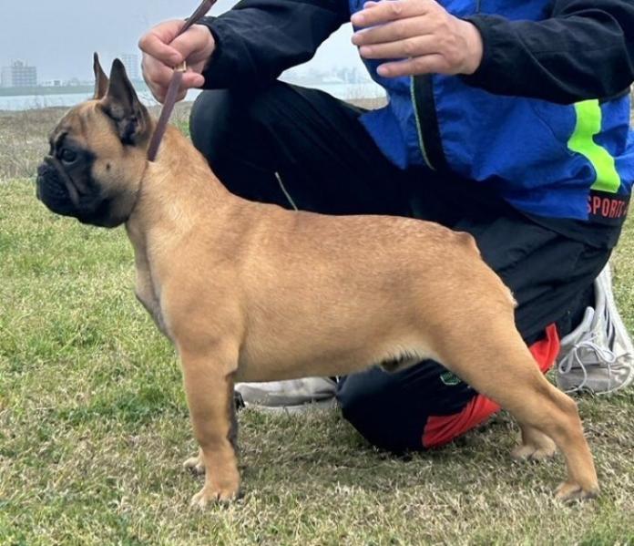 犬のプロフィール画像