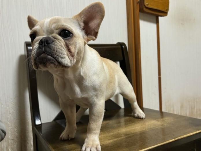 犬のプロフィール画像