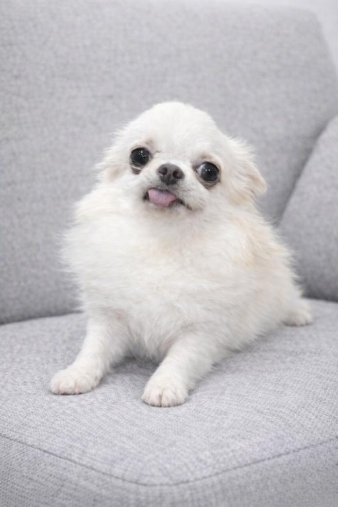 犬のプロフィール画像