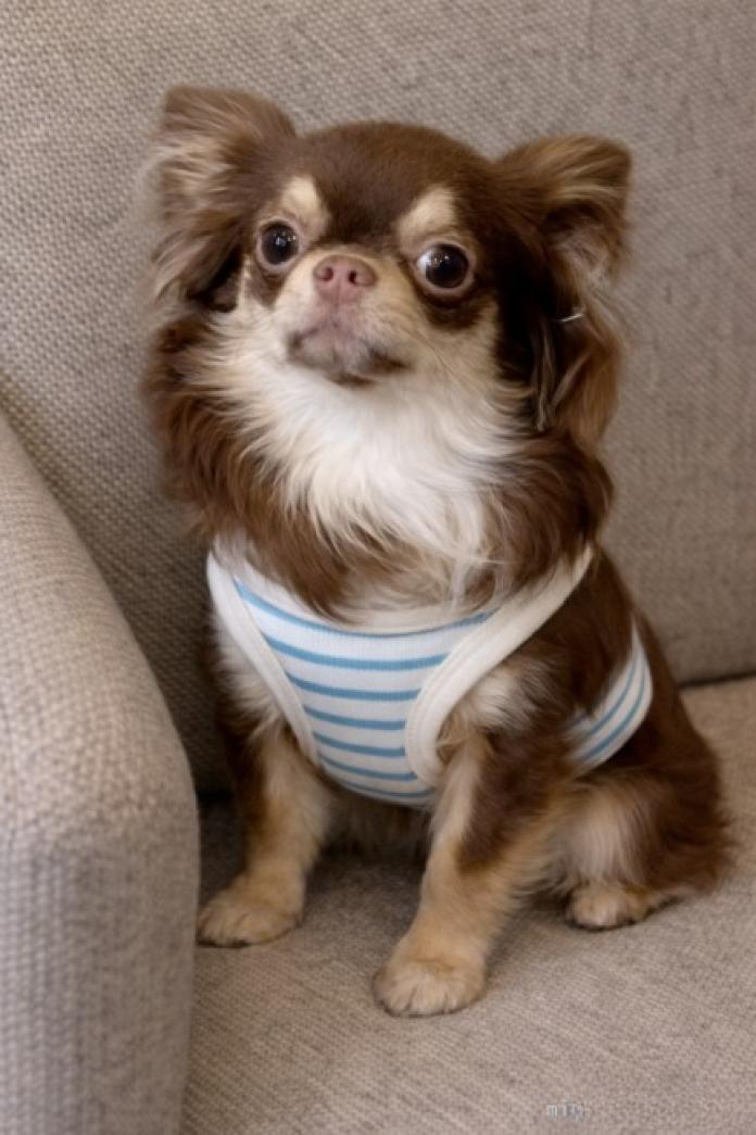 犬のプロフィール画像
