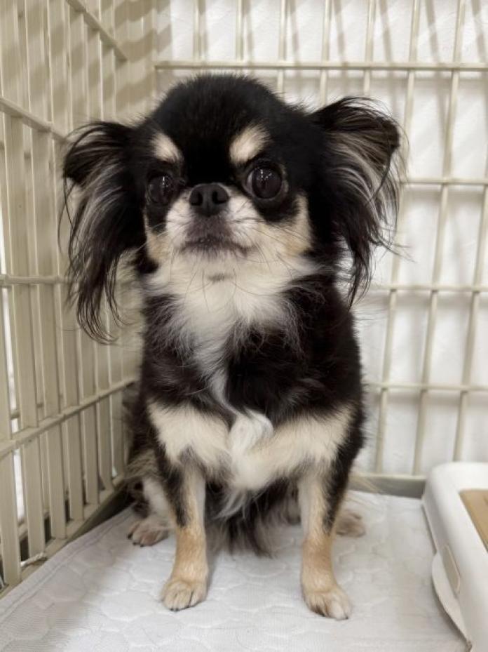 犬のプロフィール画像