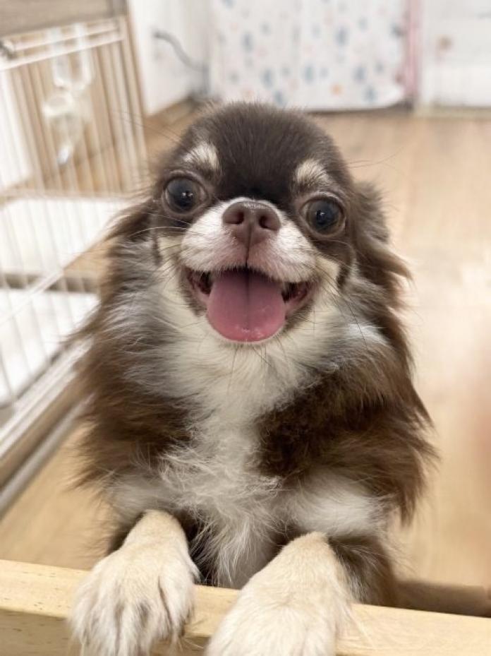犬のプロフィール画像