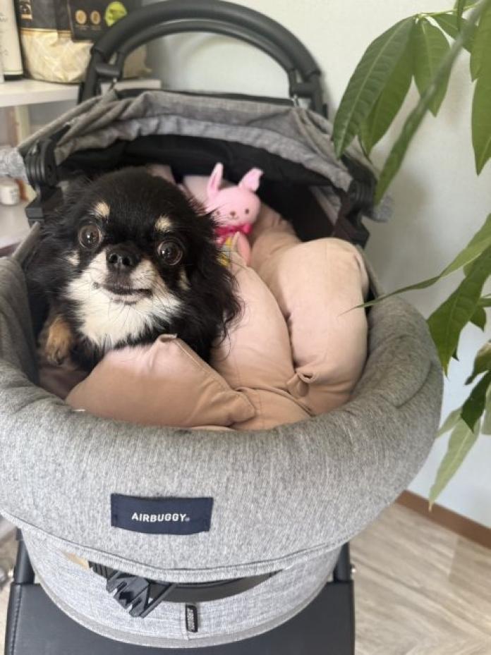 犬のプロフィール画像