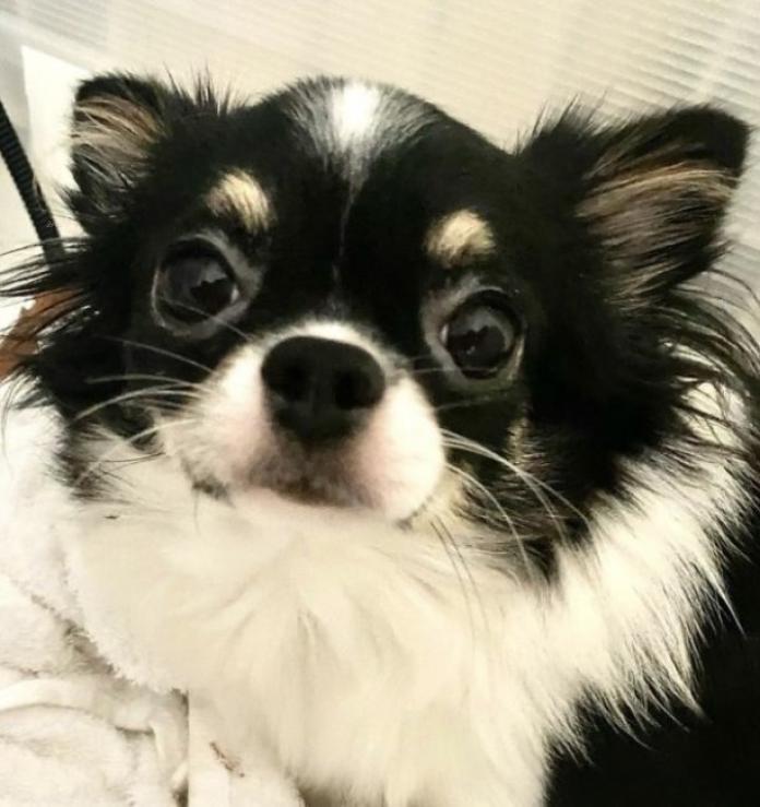 犬のプロフィール画像