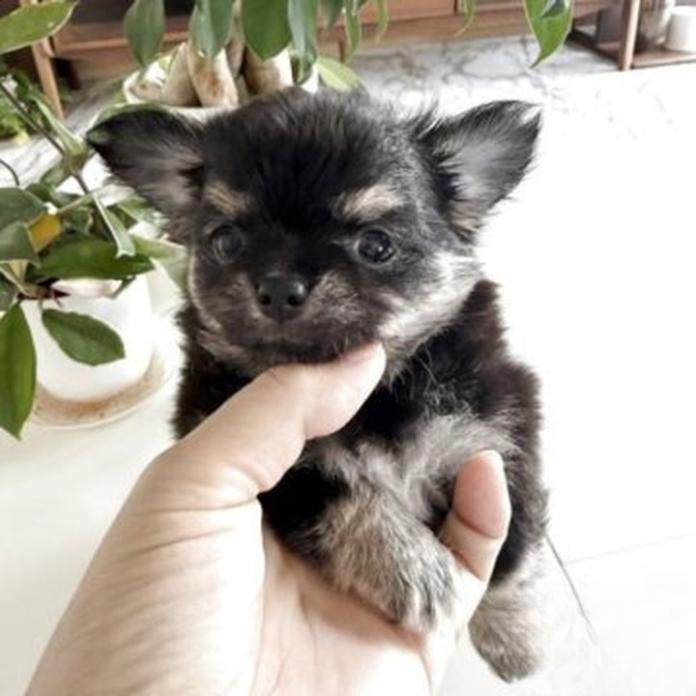 チワワ(ロング)(1787)の子犬情報
