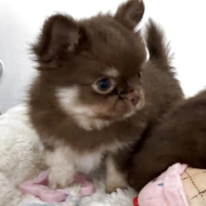 チワワ(ロング)(1854)の子犬情報
