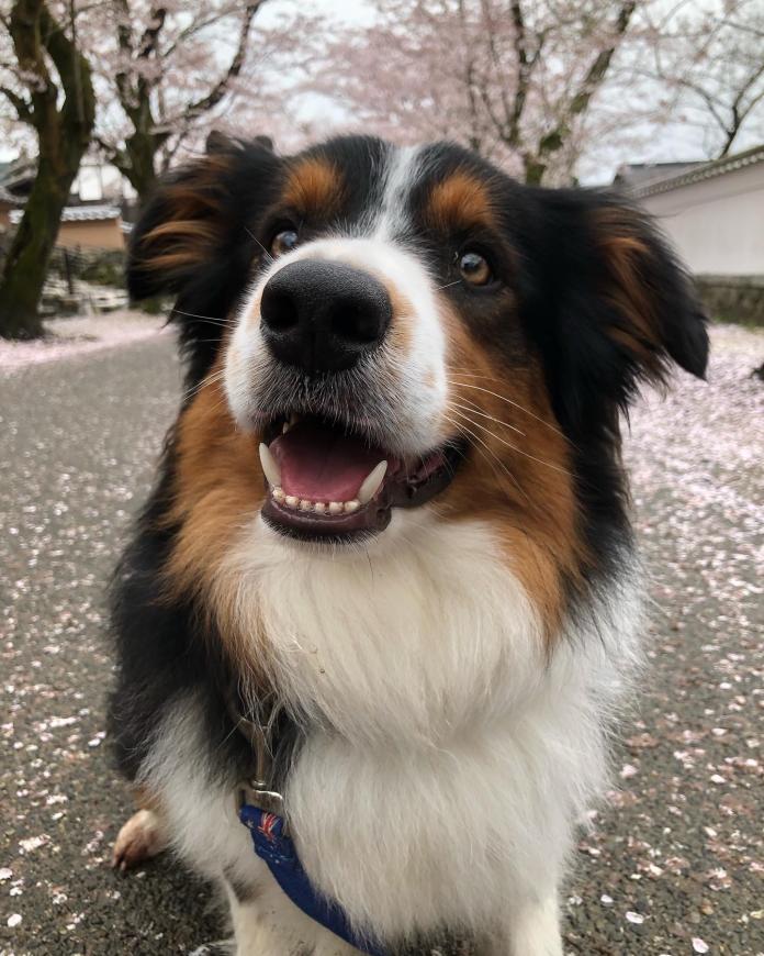 犬のプロフィール画像