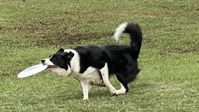 犬のプロフィール画像