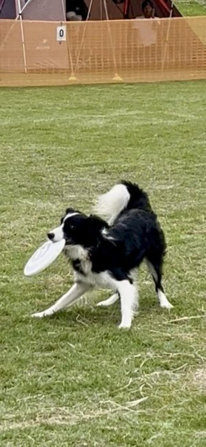 犬のプロフィール画像