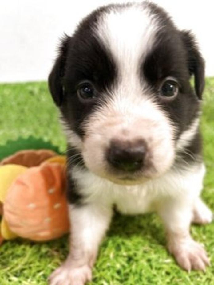 ボーダーコリー(1740)の子犬情報