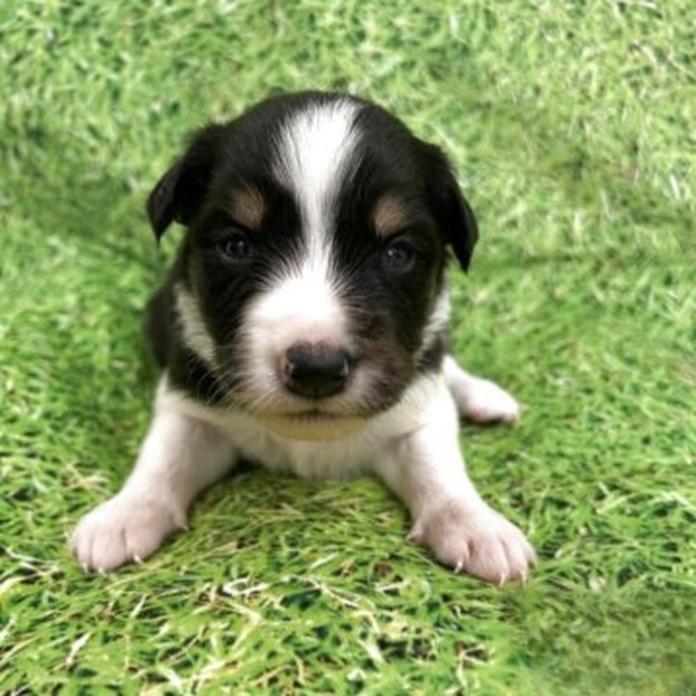 ボーダーコリー(福岡県・男の子・2026/09/28・トライカラー)の子犬情報! | 佐藤 清隆ブリーダー(2032)