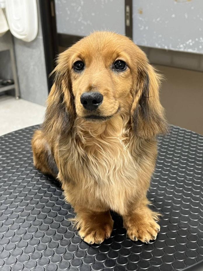 犬のプロフィール画像