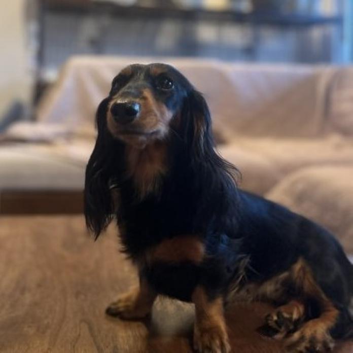 犬のプロフィール画像