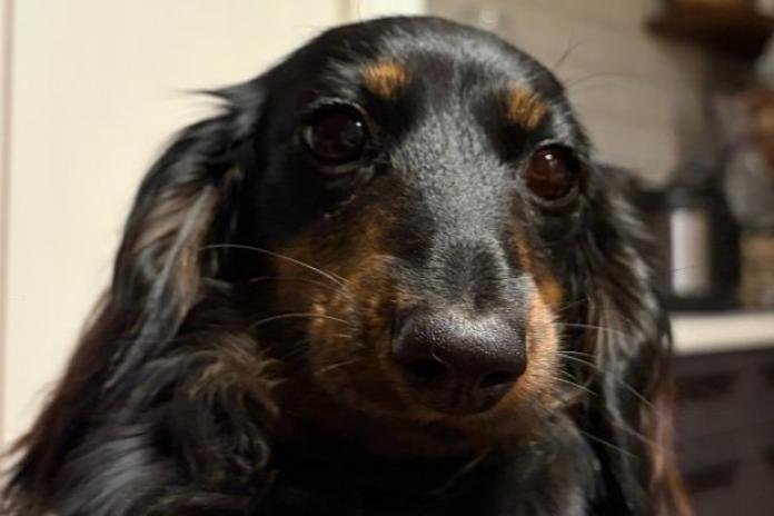 犬のプロフィール画像