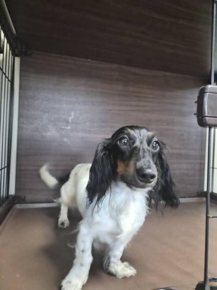 犬のプロフィール画像