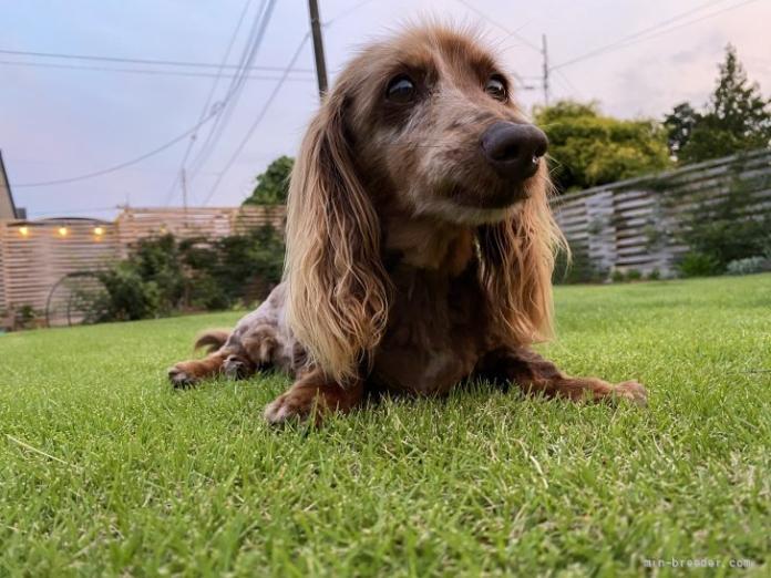 小池 昌則ブリーダー(栃木県)の情報・子犬一覧