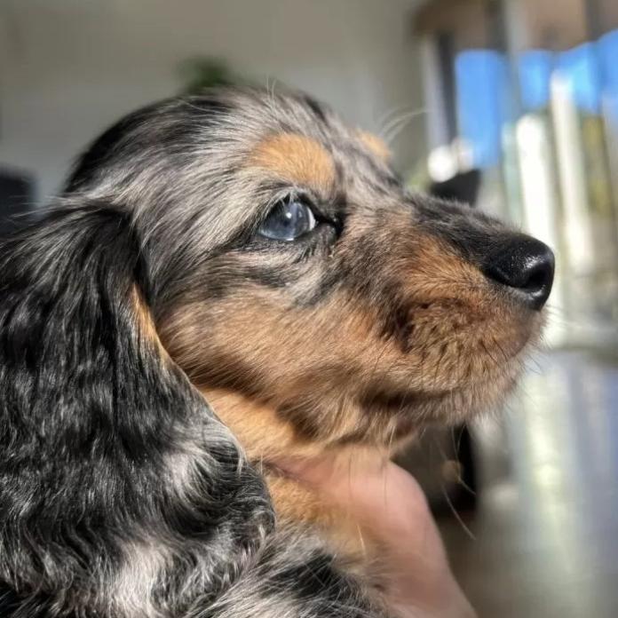 ミニチュアダックスフンド(ロング)(栃木県・女の子・2025/10/02・シルバーダップル)の子犬情報! | 小池 昌則ブリーダー(1089)