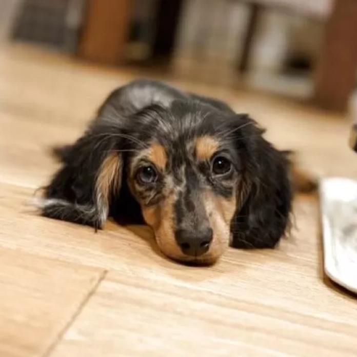 ミニチュアダックスフンド(ロング)(栃木県・女の子・2025/10/02・シルバーダップル)の子犬情報! | 小池 昌則ブリーダー(1089)