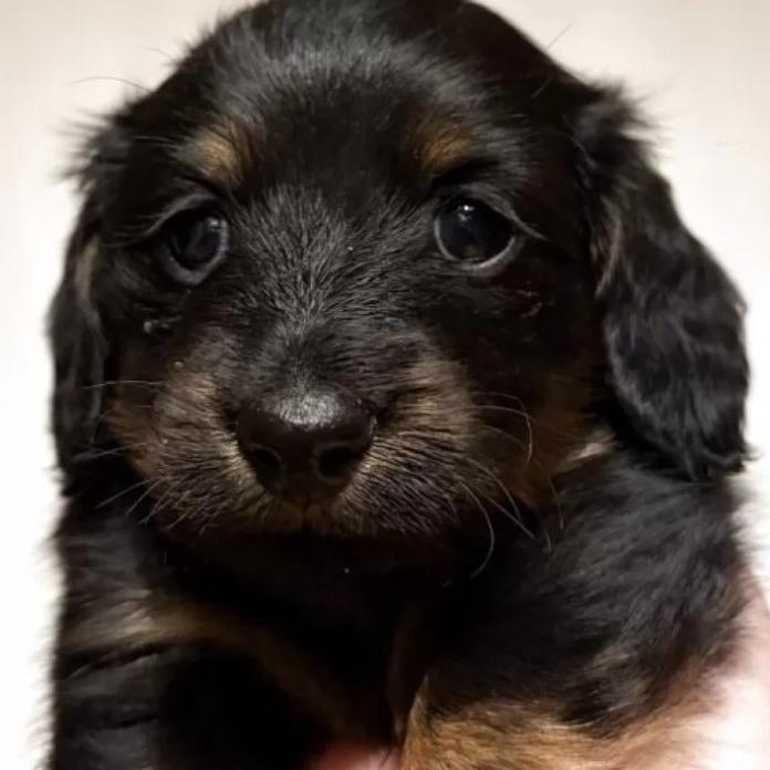 ミニチュアダックスフンド(ロング)(栃木県・女の子・2026/01/12・ブラックタンブリンドル)の子犬情報! | 小池 昌則ブリーダー(1141)