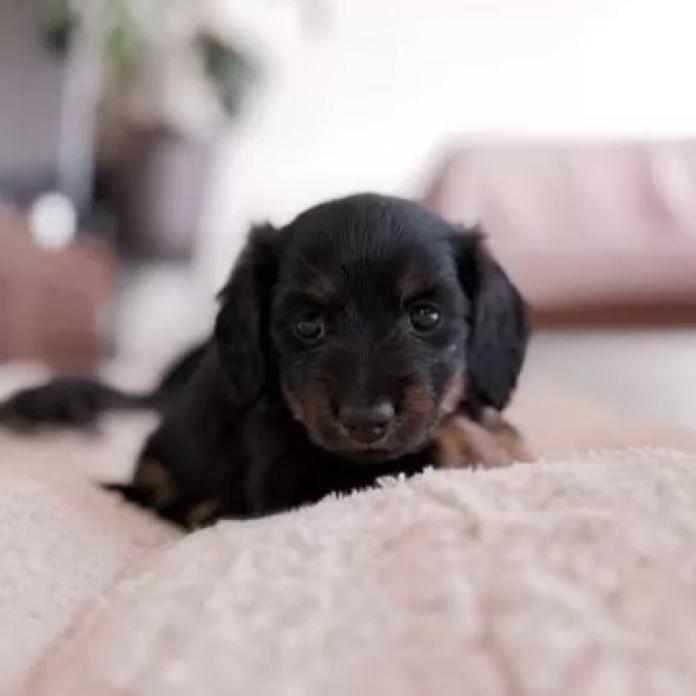 ミニチュアダックスフンド(ロング)(栃木県・女の子・2026/01/12・ブラックタンブリンドル)の子犬情報! | 小池 昌則ブリーダー(1141)