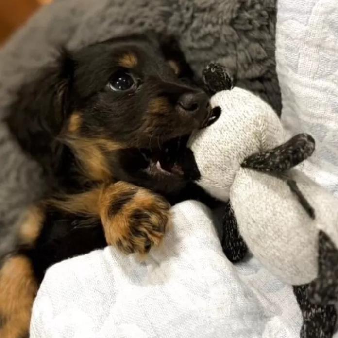 ミニチュアダックスフンド(ロング)(栃木県・女の子・2026/01/12・ブラックタンブリンドル)の子犬情報! | 小池 昌則ブリーダー(1141)