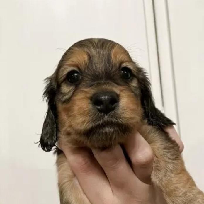 ミニチュアダックスフンド(ロング)(栃木県・男の子・2026/02/06・シェーデッドレッド)の子犬情報! | 小池 昌則ブリーダー(1215)