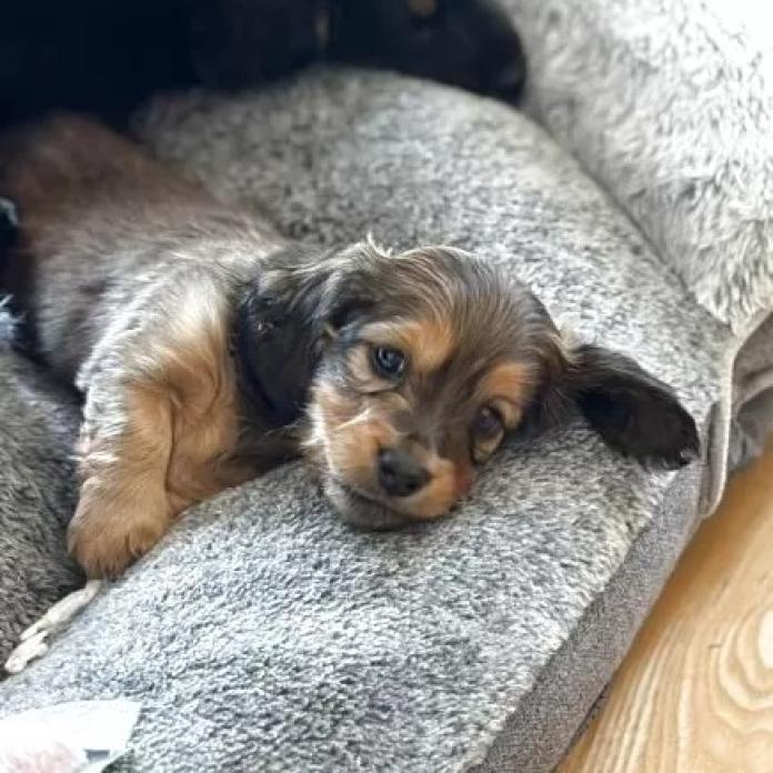 ミニチュアダックスフンド(ロング)(栃木県・男の子・2026/02/06・シェーデッドレッド)の子犬情報! | 小池 昌則ブリーダー(1215)