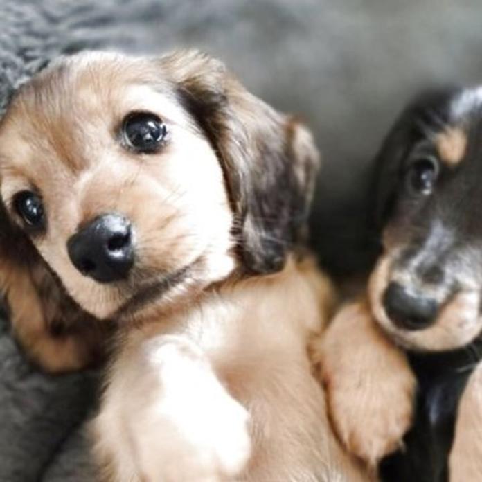 ミニチュアダックスフンド(ロング)(1462)の子犬情報