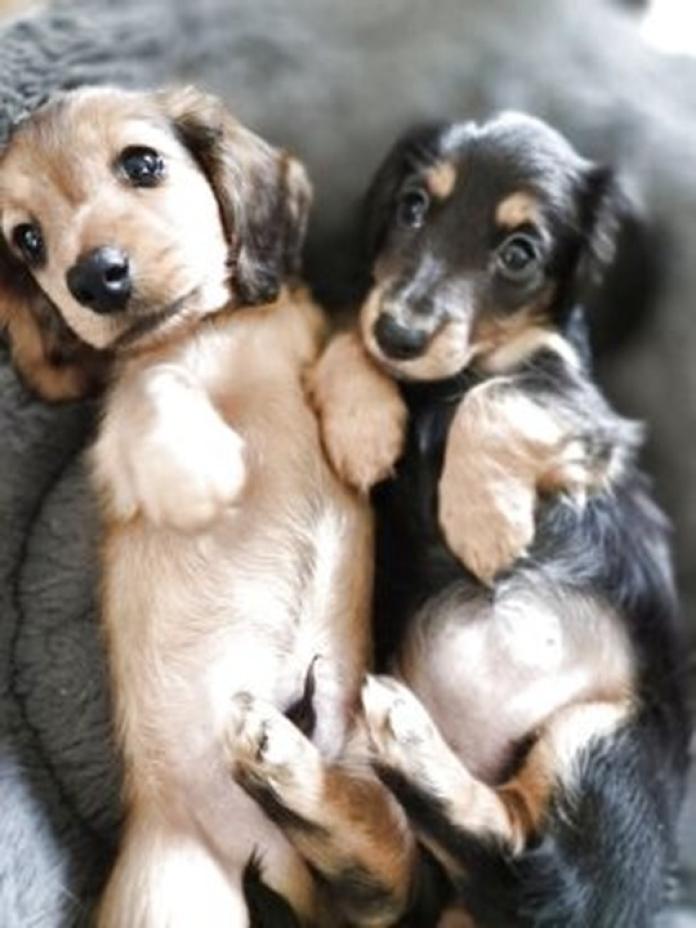 ミニチュアダックスフンド(ロング)(1463)の子犬情報